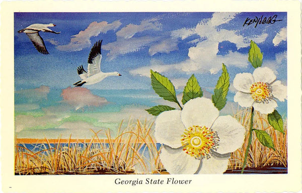 Georgia State Flower - Cherokee Rose Botanical Postcard Signed Artist Ken Haag (unused) - Vintage Postcard Boutique