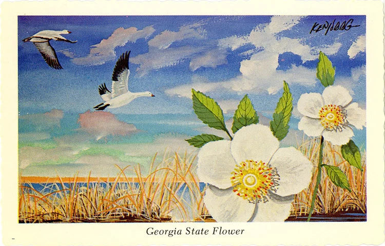 Georgia State Flower - Cherokee Rose Botanical Postcard Signed Artist Ken Haag (unused)