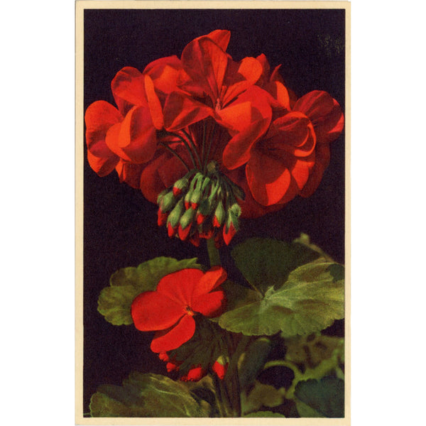 Red Geranium Flower Vintage Botanical Art Postcard THOR E GYGER (unused)