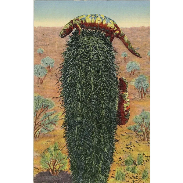 Gila Monster Denizen of the Desert Venomous Lizard Vintage Postcard (unused) - Vintage Postcard Boutique
