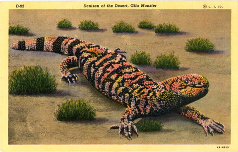 Gila Monster Denizen of the Desert Venomous Lizard Vintage Postcard (unused)