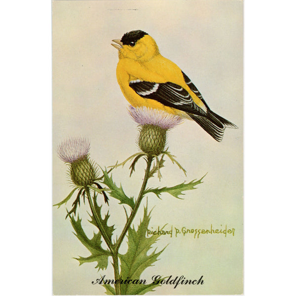 American Goldfinich Vintage Bird Postcard signed Gnossenheider