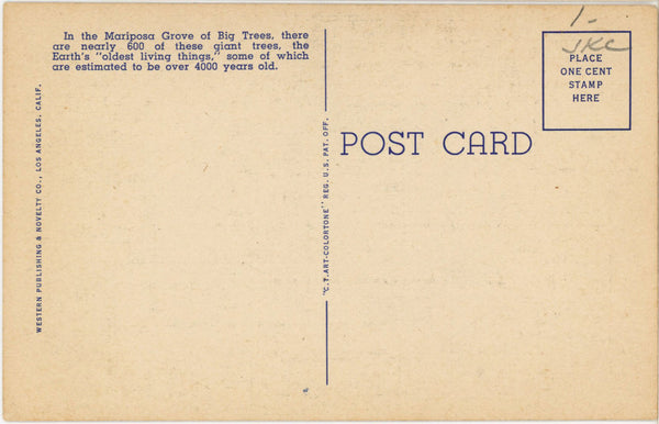 Mariposa Grove Government Museum Yosemite National Park California Vintage Postcard (unposted)