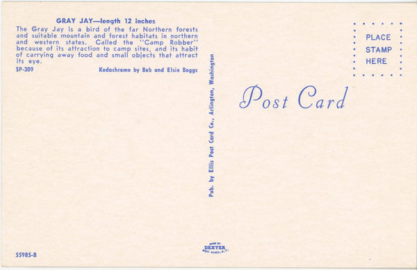 Gray Jay 'Camp Robber' Vintage Bird Postcard (unposted)