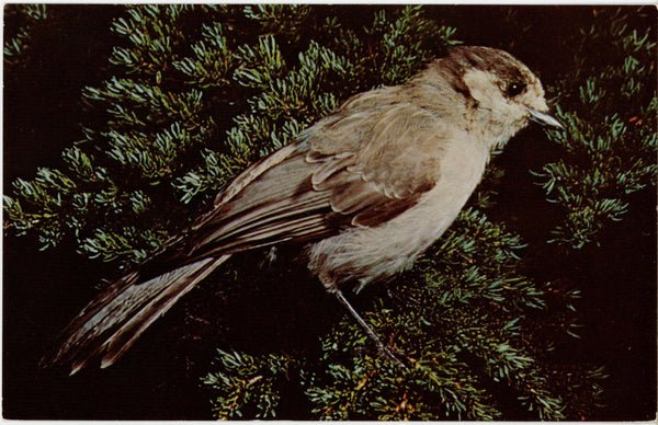 Gray Jay 'Camp Robber' Vintage Bird Postcard (unposted)