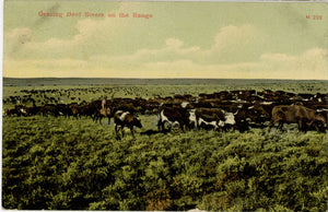 Grazing Beef Steers on Range Vintage Western Postcard c 1910 - Vintage Postcard Boutique