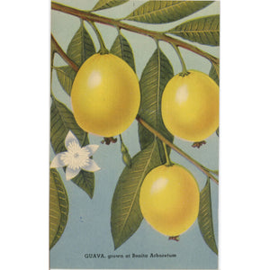 Guava Grown at Bonita Arboretum Vintage Botanical Postcard (unused) - Vintage Postcard Boutique