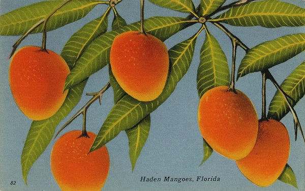 Florida Haden Mangoes Vintage Botanical Postcard (unposted)