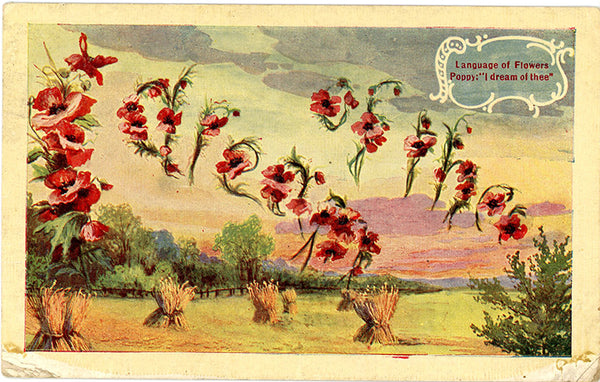 Language of Flowers Poppy "I Dream of Thee" Vintage Botanical Postcard 1909 - Vintage Postcard Boutique