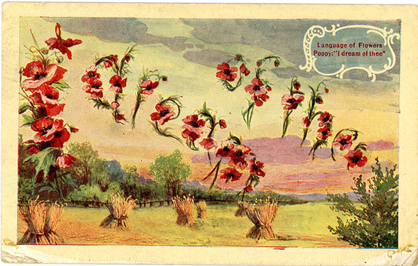 Language of Flowers Poppy "I Dream of Thee" Vintage Botanical Postcard 1909