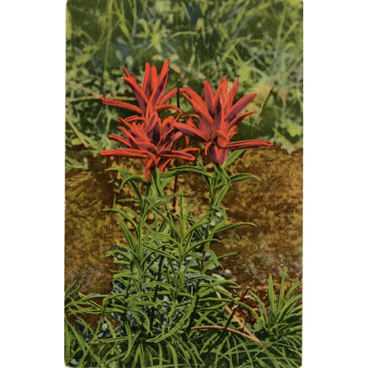 Indian Paintbrush Flower of Foothills & Prairies Botanical Vintage Postcard 1949