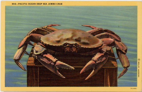 Pacific Ocean Deep Sea Jumbo Crab Vintage Fishing Postcard (unposted)