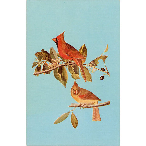 Kentucky State Bird - Cardinal Redbird Vintage Postcard Artist Audubon (unused)