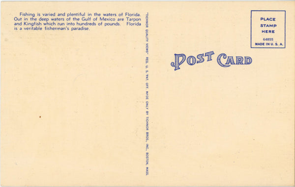 Two Hour Catch of Kingfish in Florida Vintage Fishing Angler Postcard (unposted)