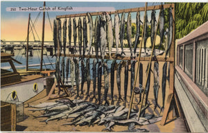 Two Hour Catch of Kingfish in Florida Vintage Fishing Angler Postcard (unposted) - Vintage Postcard Boutique