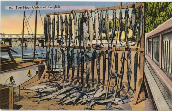 Two Hour Catch of Kingfish in Florida Vintage Fishing Angler Postcard (unposted)