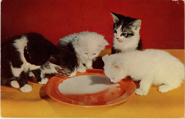Kittens Drinking Milk Alfred Mainzer Cat Vintage Postcard 1966