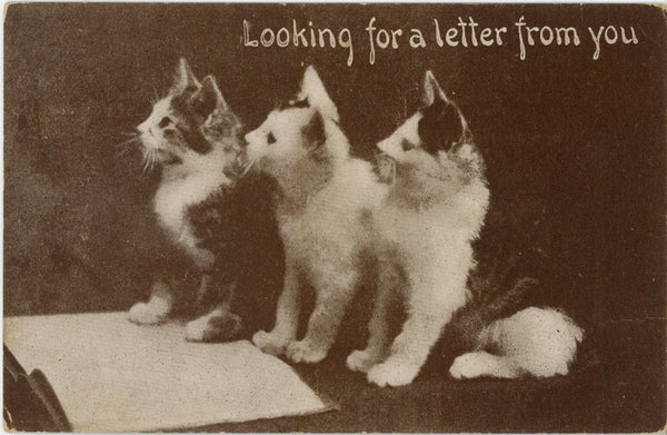 Three Kittens Looking For A Letter From You Vintage Cat Postcard c. 1910s