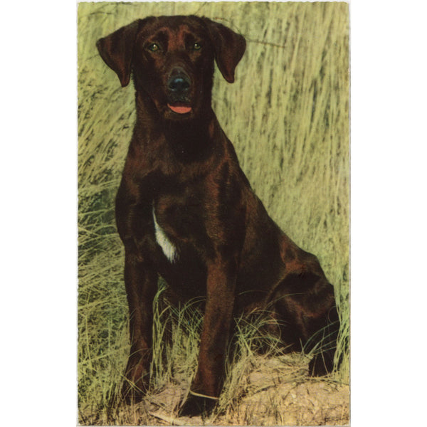 Chocolate Labrador Retriever Vintage Dog Postcard (unposted)