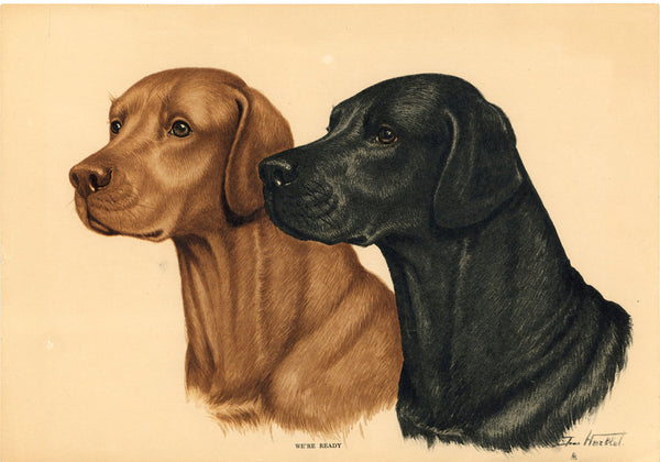 Labrador Retrievers 'We're Ready' Vintage Print signed Artist Jean Herblet