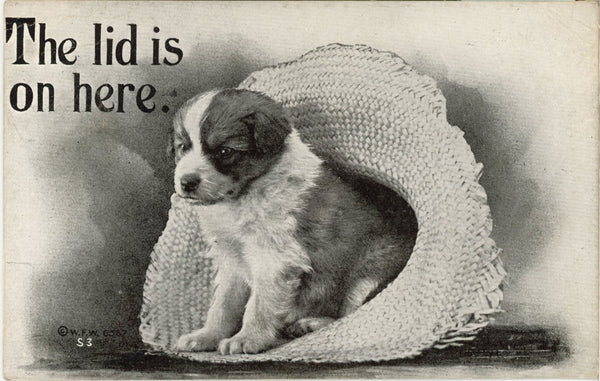 Puppy in Hat Lid is on Here Vintage Dog Postcard 1910
