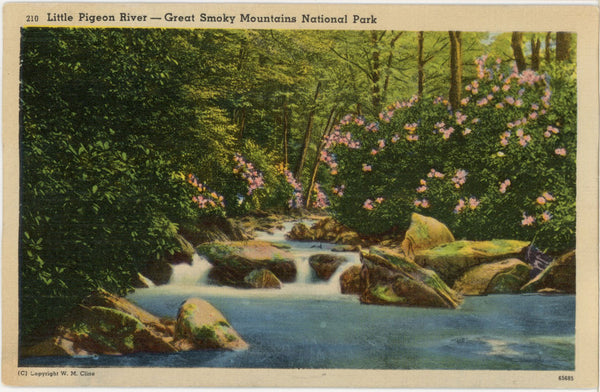 Little Pigeon River Smoky Mountains National Park Vintage Postcard (unposted)