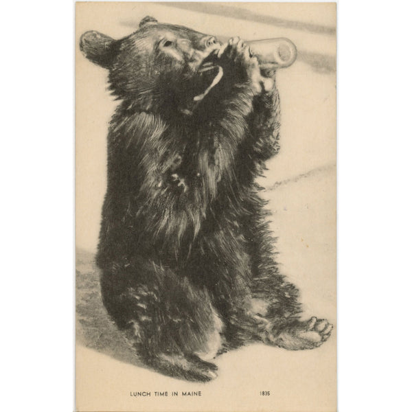 Maine Black Bear Cub Drinking Bottle 'Lunch Time' Vintage Postcard 1951