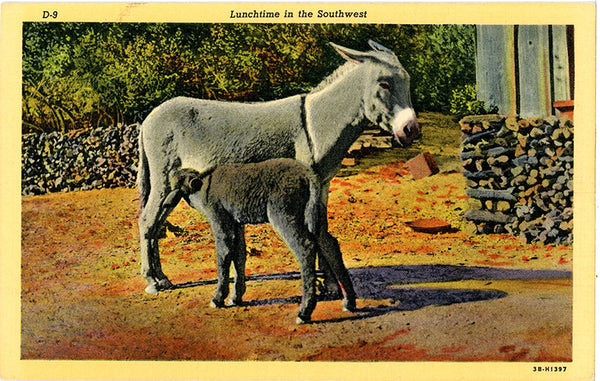 Desert Burros Lunchtime in Southwest Vintage Postcard (unused)