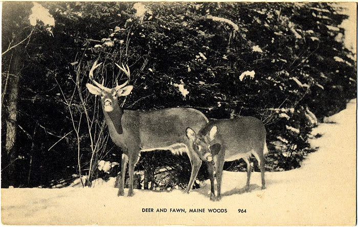 Maine Woods Deer and Fawn Vintage Postcard 1950