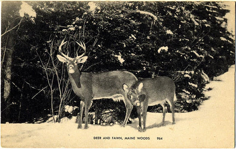 Maine Woods Deer and Fawn Vintage Postcard 1950