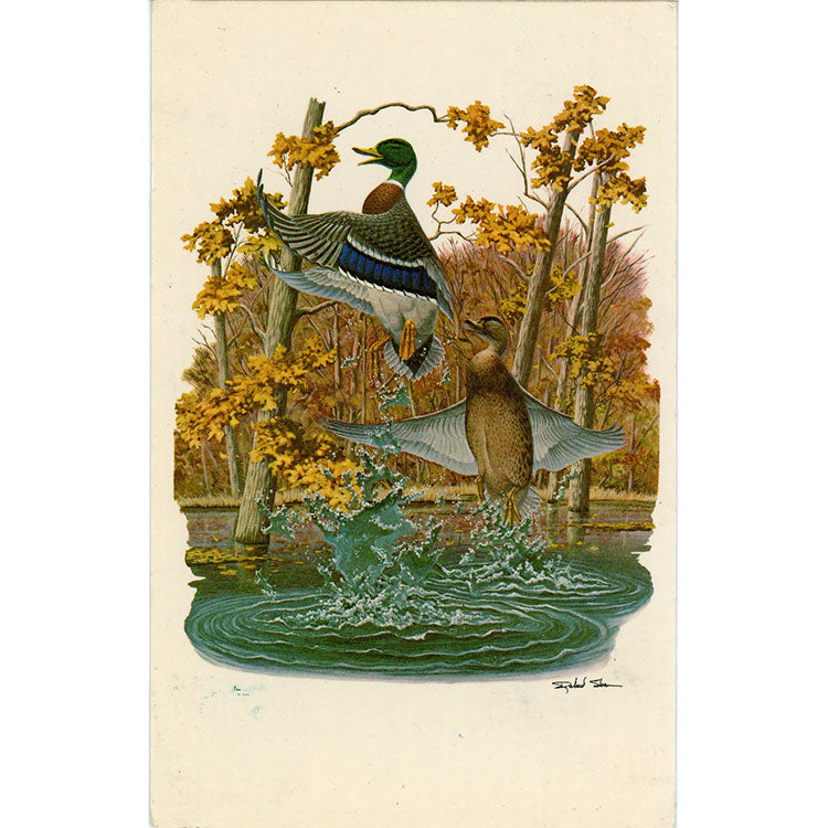 Mallard Ducks Vintage Bird Postcard Signed Richard Sloan