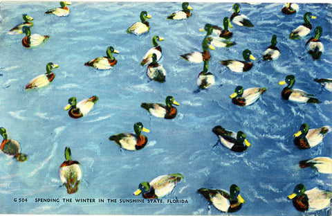 Mallard Ducks Wintering in Florida Vintage Postcard 1946