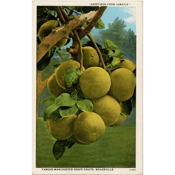 Famous Manchester Grape Fruits Mandeville Jamaica Vintage Botanical Postcard (unused)
