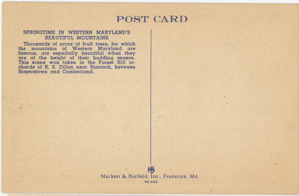 Maryland Fruit Orchards in Bloom near Hancock Vintage Botanical Postcard (unused)