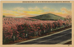 Maryland Fruit Orchards in Bloom near Hancock Vintage Botanical Postcard (unused) - Vintage Postcard Boutique