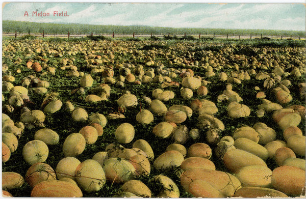Melon Field Vintage Botanical Postcard 1908