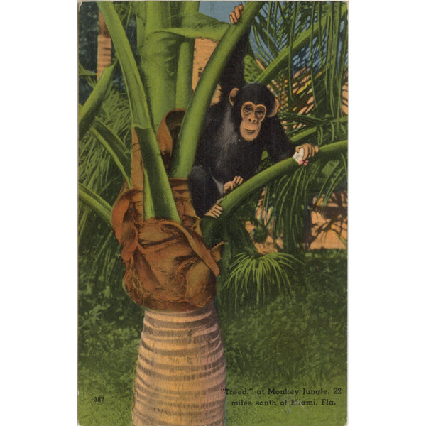 Monkey Jungle Chimp in Palm Tree Miami Florida Vintage Postcard (unused)