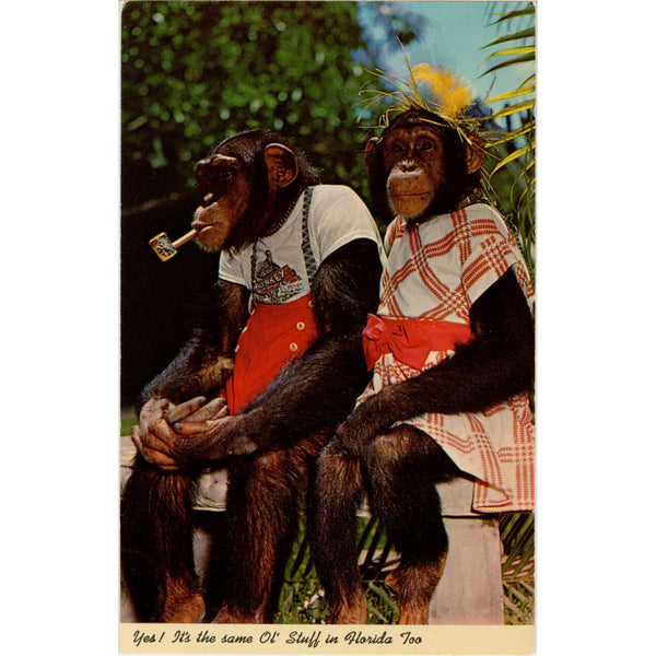 Dressed Chimpanzees Smoking on Bench Monkey Jungle Miami Florida Vintage Postcard (unused)