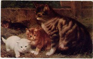 Mother Cat and Three Kittens in Barn Vintage Postcard c1910 - Vintage Postcard Boutique