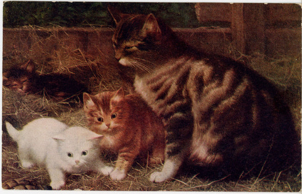 Mother Cat and Three Kittens in Barn Vintage Postcard c1910