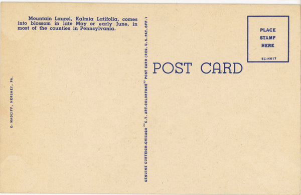 Pennsylvania State Flower - Mountain Laurel Vintage Botanical Postcard (unused)