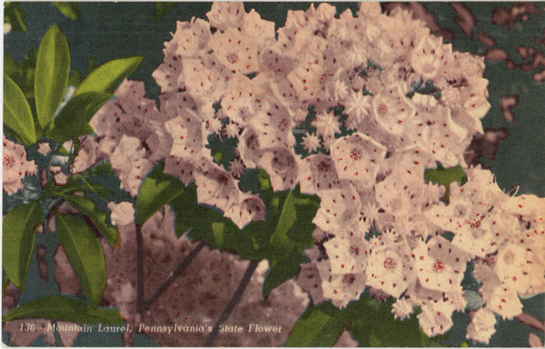 Pennsylvania State Flower - Mountain Laurel Vintage Botanical Postcard (unused)