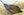 Mountain Quail Vintage Bird Postcard SIGNED Louis Agassiz Fuertes (unused)