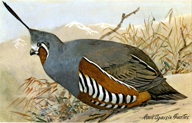 Mountain Quail Vintage Bird Postcard SIGNED Louis Agassiz Fuertes (unused)