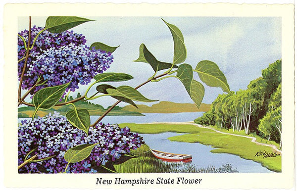 New Hampshire State Flower - Purple Lilac Vintage Botanical Postcard Signed Artist Ken Haag (unused)