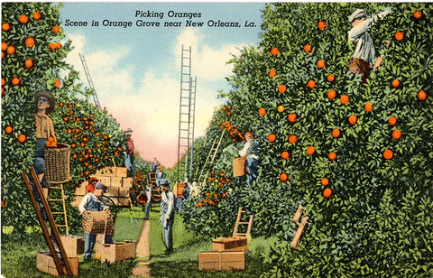 Picking Oranges New Orleans Louisiana Orchard Vintage Botanical Postcard (unused)