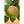 Newtown Pippin Apple Vintage Botanical Fruit Postcard Edw Mitchell 1910 (unposted)