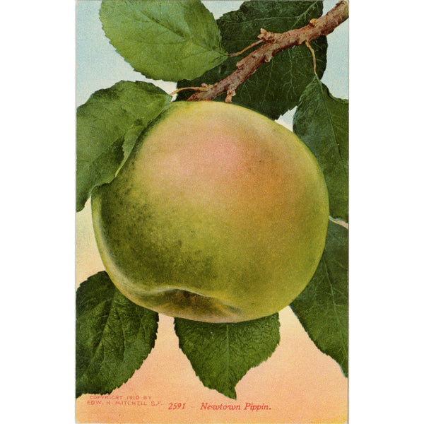 Newtown Pippin Apple Vintage Botanical Fruit Postcard Edw Mitchell 1910 (unposted)