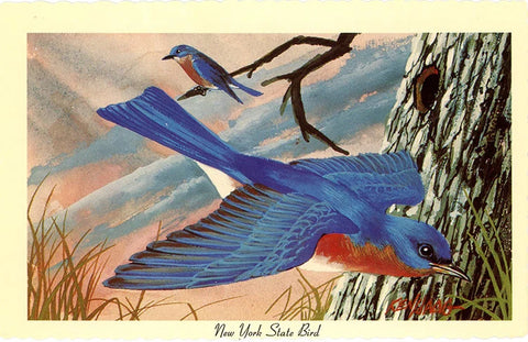 New York State Bird - Bluebird Vintage Postcard Signed Artist Ken Haag (unused)