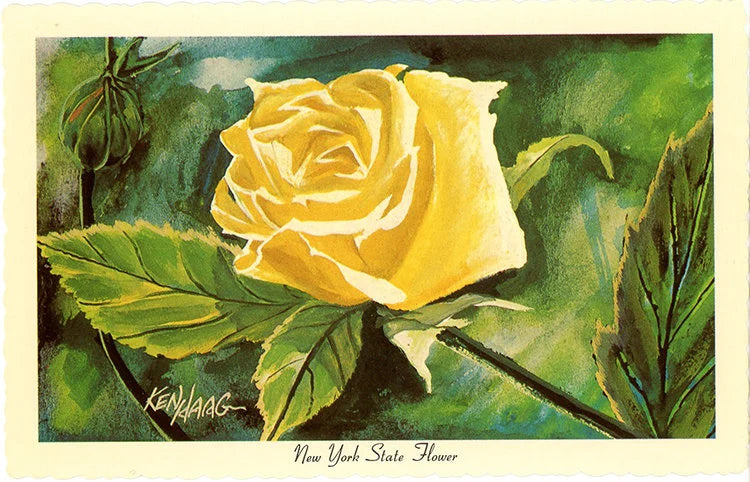 New York State Flower - Rose Botanical Postcard Signed Artist Ken Haag (unused)
